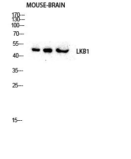 Anti-LKB1 Rabbit pAb