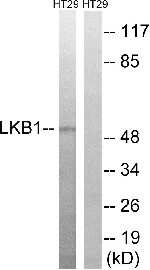 Anti-LKB1 Rabbit pAb