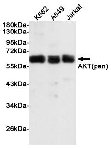 Anti-AKT Rabbit pAb