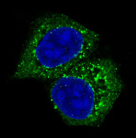 Anti-AKT Rabbit pAb