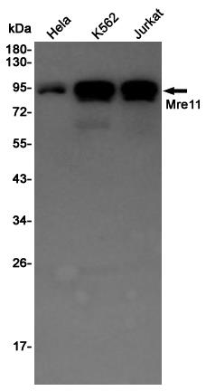 Anti-Mre11 Rabbit pAb