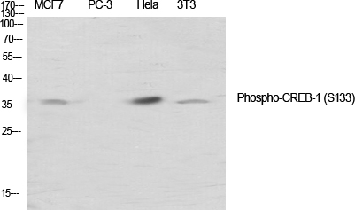 Anti-Phospho-CREB (Ser133) Rabbit pAb