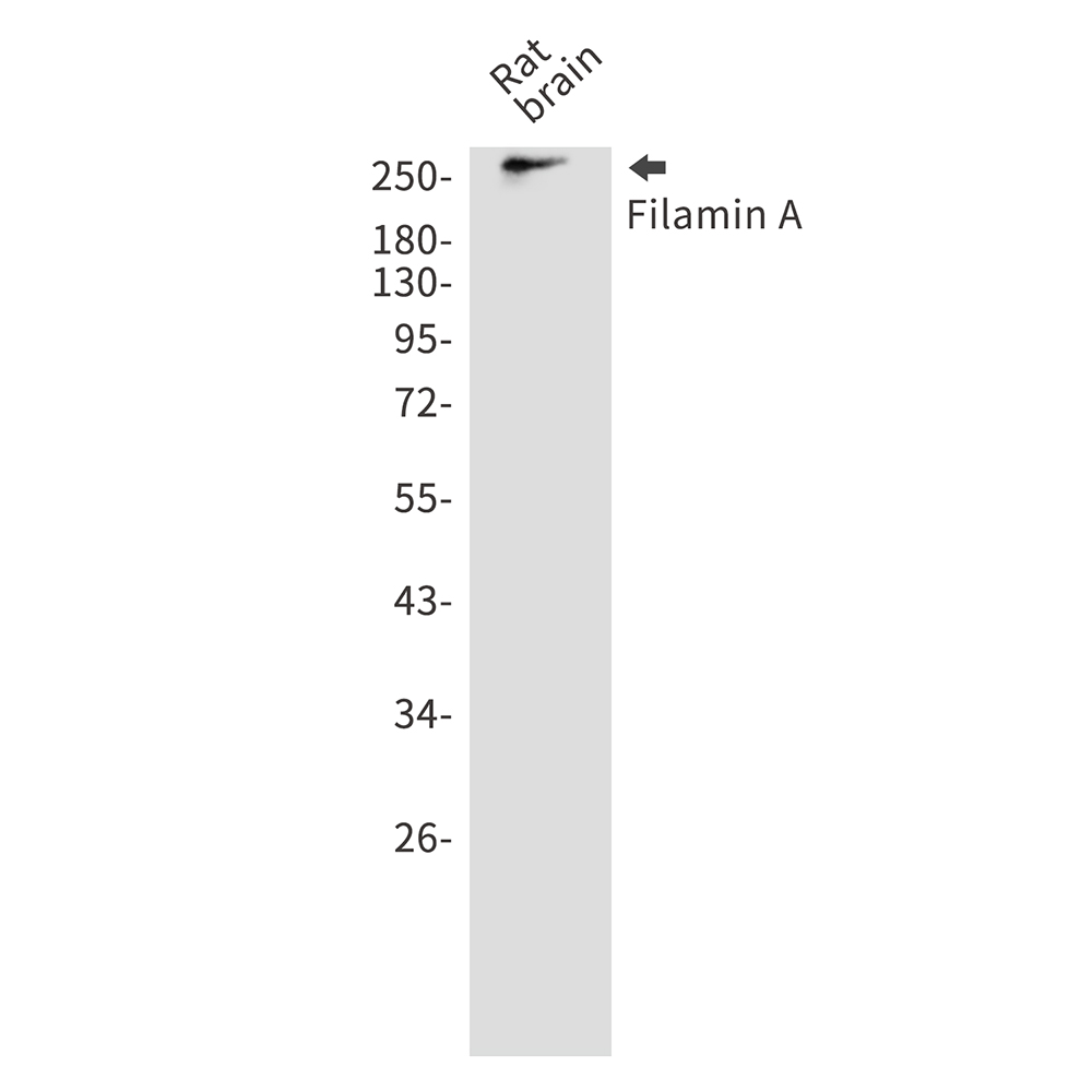 Anti-Filamin A Rabbit pAb