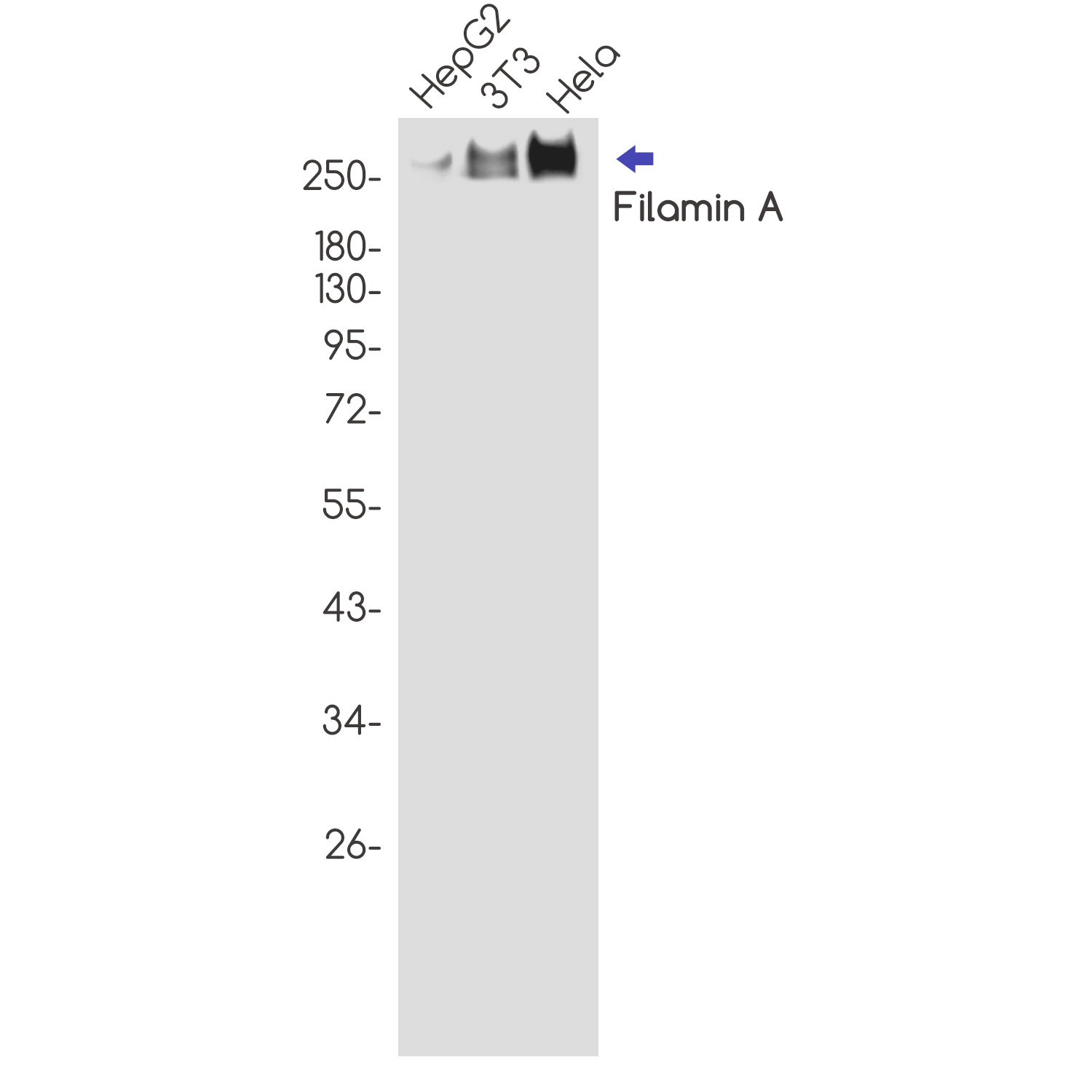 Anti-Filamin A Rabbit pAb
