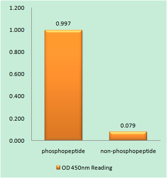 Anti-Phospho-BRCA1 (Ser1423) Rabbit pAb