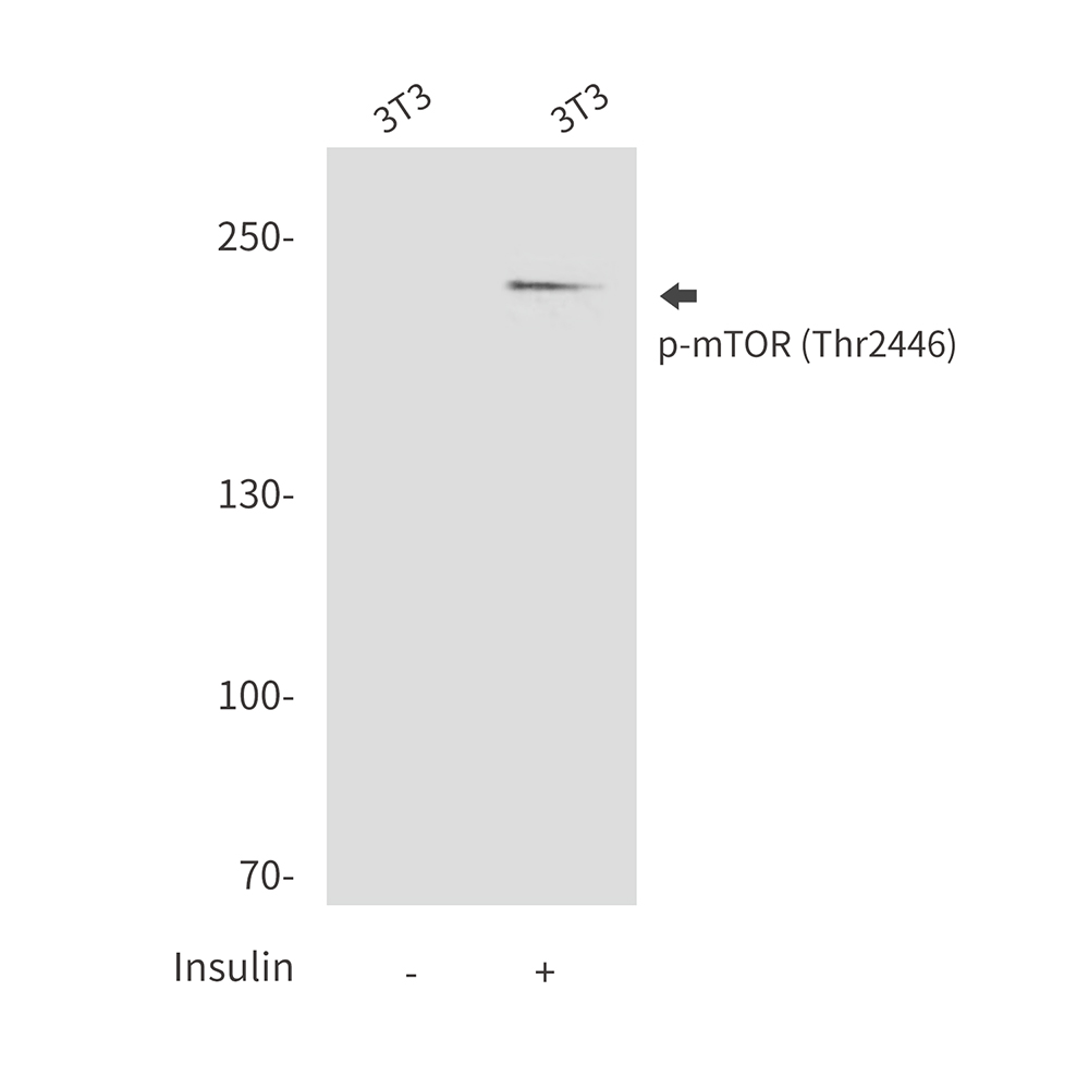 Anti-Phospho-mTOR (Thr2446) Rabbit pAb