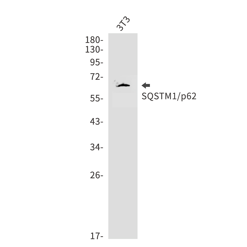Anti-SQSTM1/p62 Rabbit pAb
