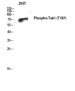 Anti-Phospho-TAK1 (Thr187) Rabbit pAb