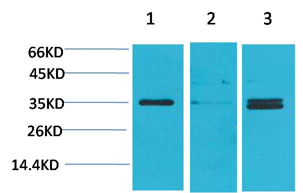 Anti-Cav gamma 5 Rabbit pAb