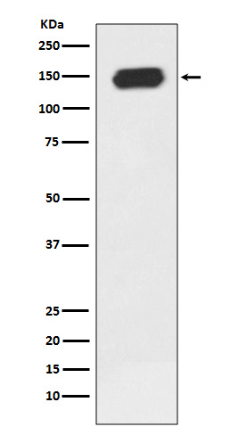 Anti-PLCG1 Rabbit pAb