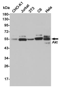 Anti-AKT Rabbit pAb