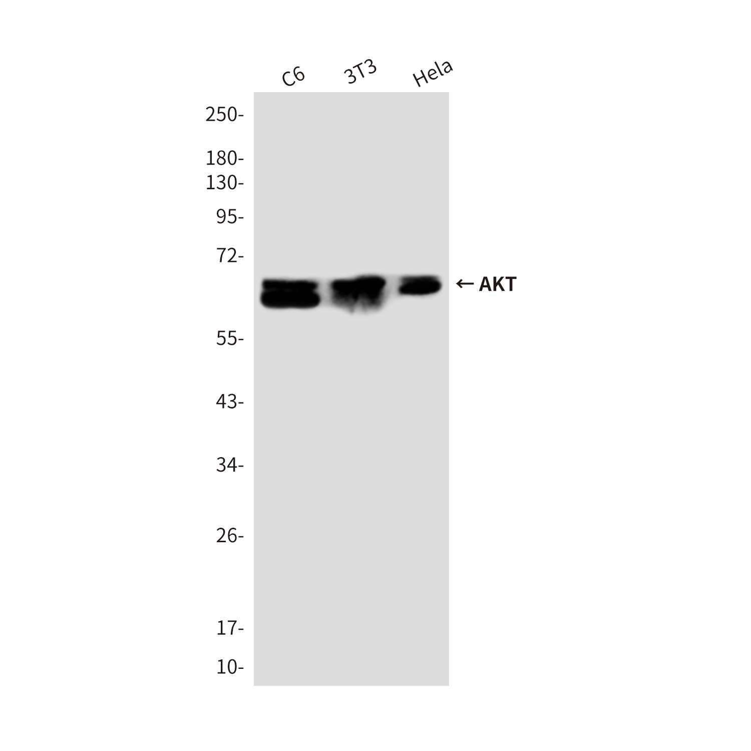 Anti-AKT Rabbit pAb