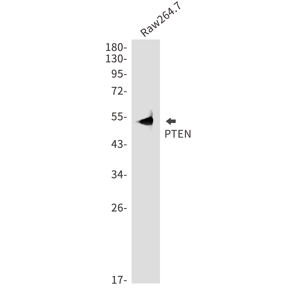 Anti-PTEN Rabbit pAb