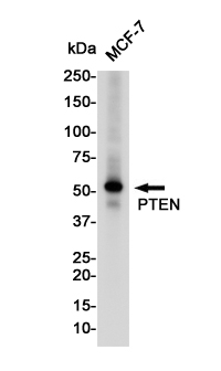 Anti-PTEN Rabbit pAb