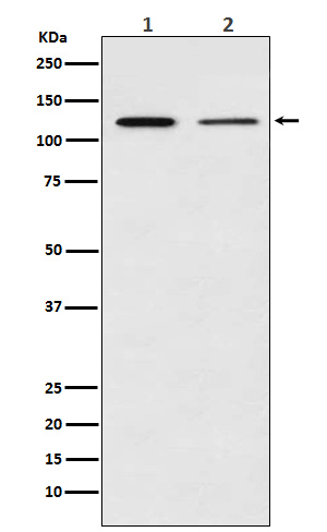 Anti-NF-KB p100 Rabbit pAb