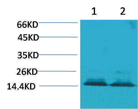 Anti-Histone H3 (Citruline R2+R8+R17) Rabbit pAb