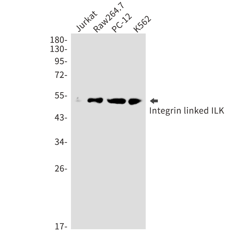 Anti-ILK Rabbit pAb