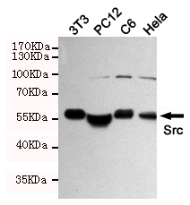 Anti-Src Rabbit pAb