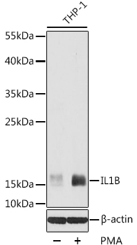 Anti-IL-1 beta Rabbit pAb