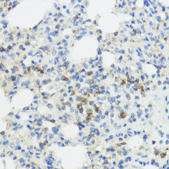 Anti-IL-1 beta Rabbit pAb