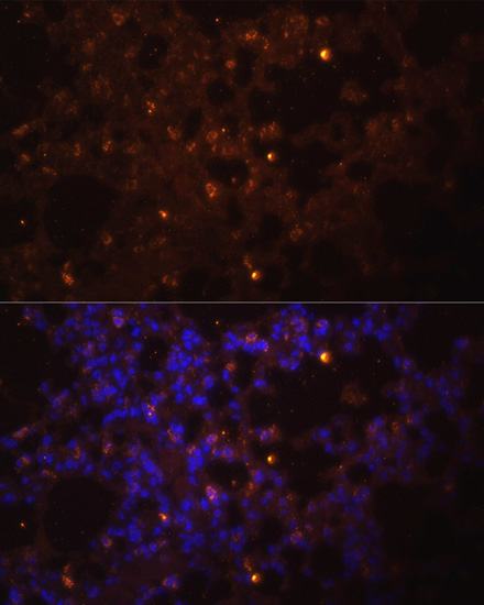 Anti-IL-1 beta Rabbit pAb