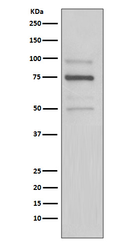 Anti-KDEL Rabbit pAb