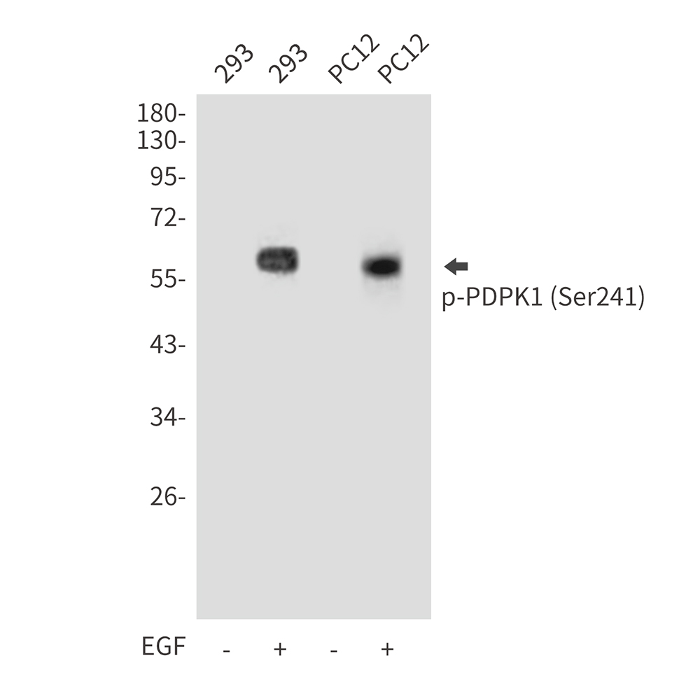 Anti-Phospho-PDPK1 (Ser241) Rabbit pAb