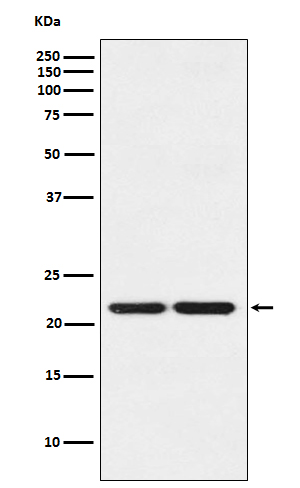 Anti-HP1 gamma Rabbit pAb