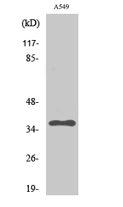 Anti-PP2A alpha Rabbit pAb