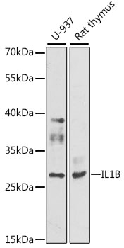 Anti-IL-1 beta Rabbit pAb