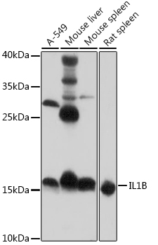Anti-IL-1 beta Rabbit pAb