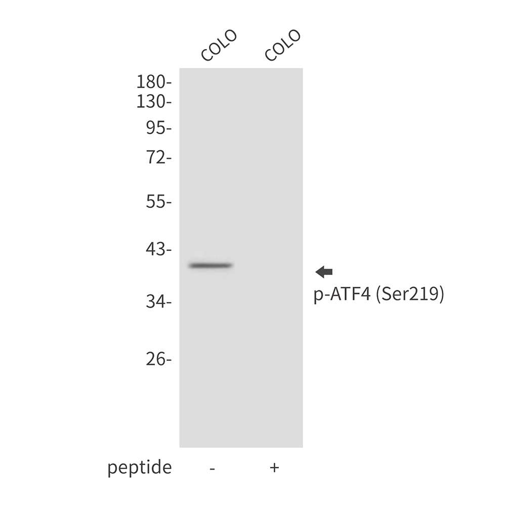 Anti-Phospho-ATF4 (Ser219) Rabbit pAb