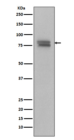 Anti-Phospho-c Myb (Ser11) Rabbit pAb