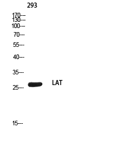 Anti-LAT Rabbit pAb