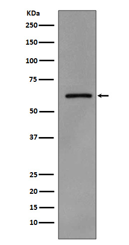 Anti-Phospho-Src (Tyr419) Rabbit pAb