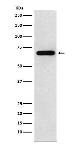 Anti-N WASP Rabbit pAb