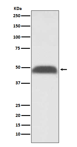 Anti-PABPN1 Rabbit pAb