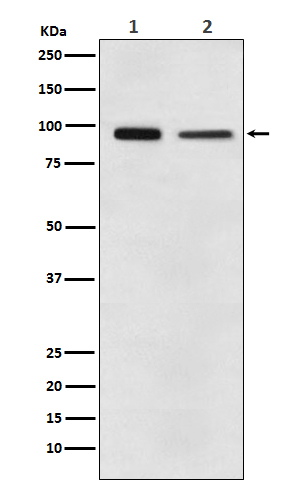Anti-Elongation factor 2 Rabbit pAb