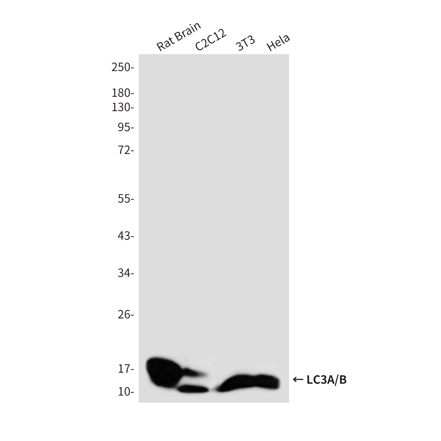 Anti-LC3A/B Rabbit pAb