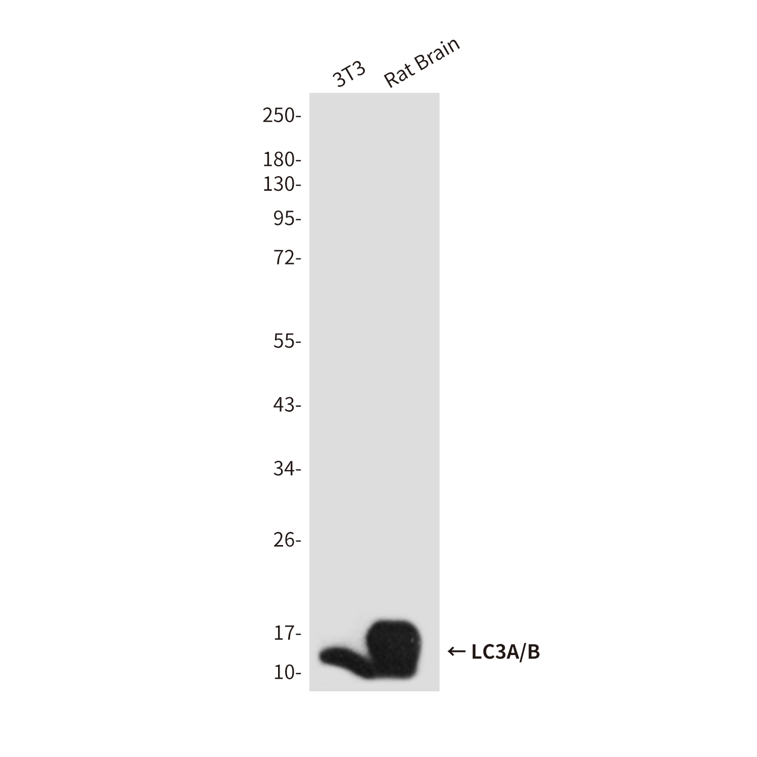 Anti-LC3A/B Rabbit pAb