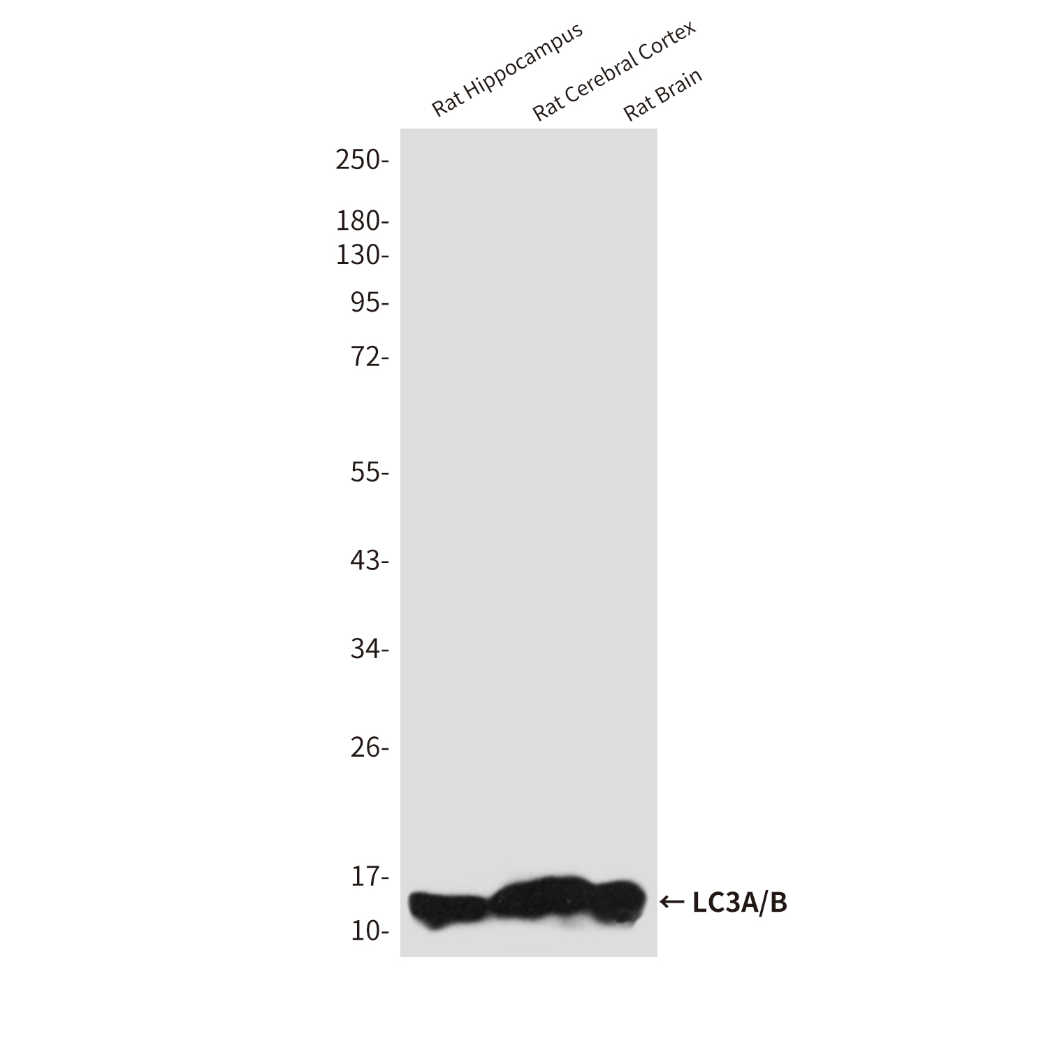 Anti-LC3A/B Rabbit pAb