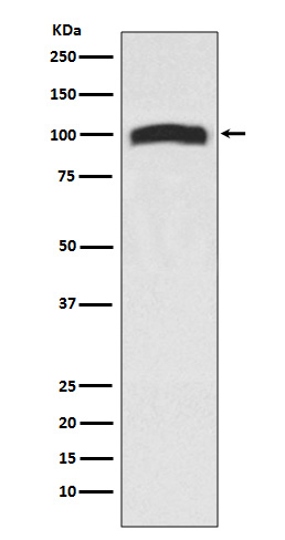 Anti-VAV2 Rabbit pAb