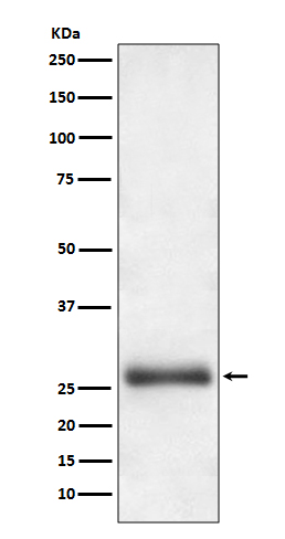 Anti-ATG10 Rabbit pAb