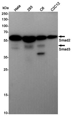 Anti-Smad2/3 Rabbit pAb