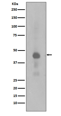 Anti-Phospho-CREB (Ser133) Rabbit pAb