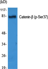 Anti-Phospho-beta Catenin (Ser37) Rabbit pAb