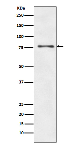 Anti-ATG7 Rabbit pAb