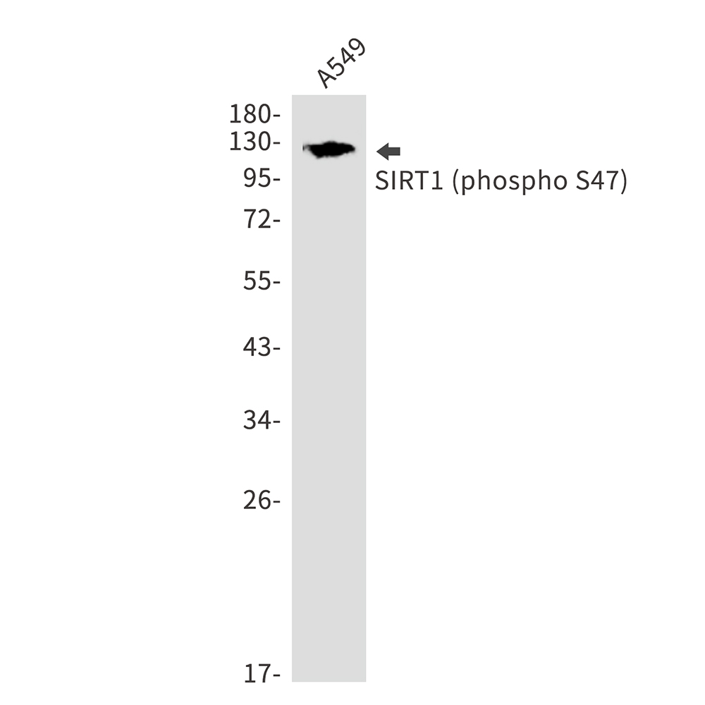 Anti-Phospho-SIRT1 (Ser47) Rabbit pAb
