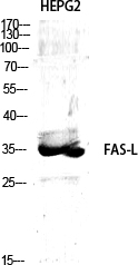 Anti-Fas Ligand Rabbit pAb