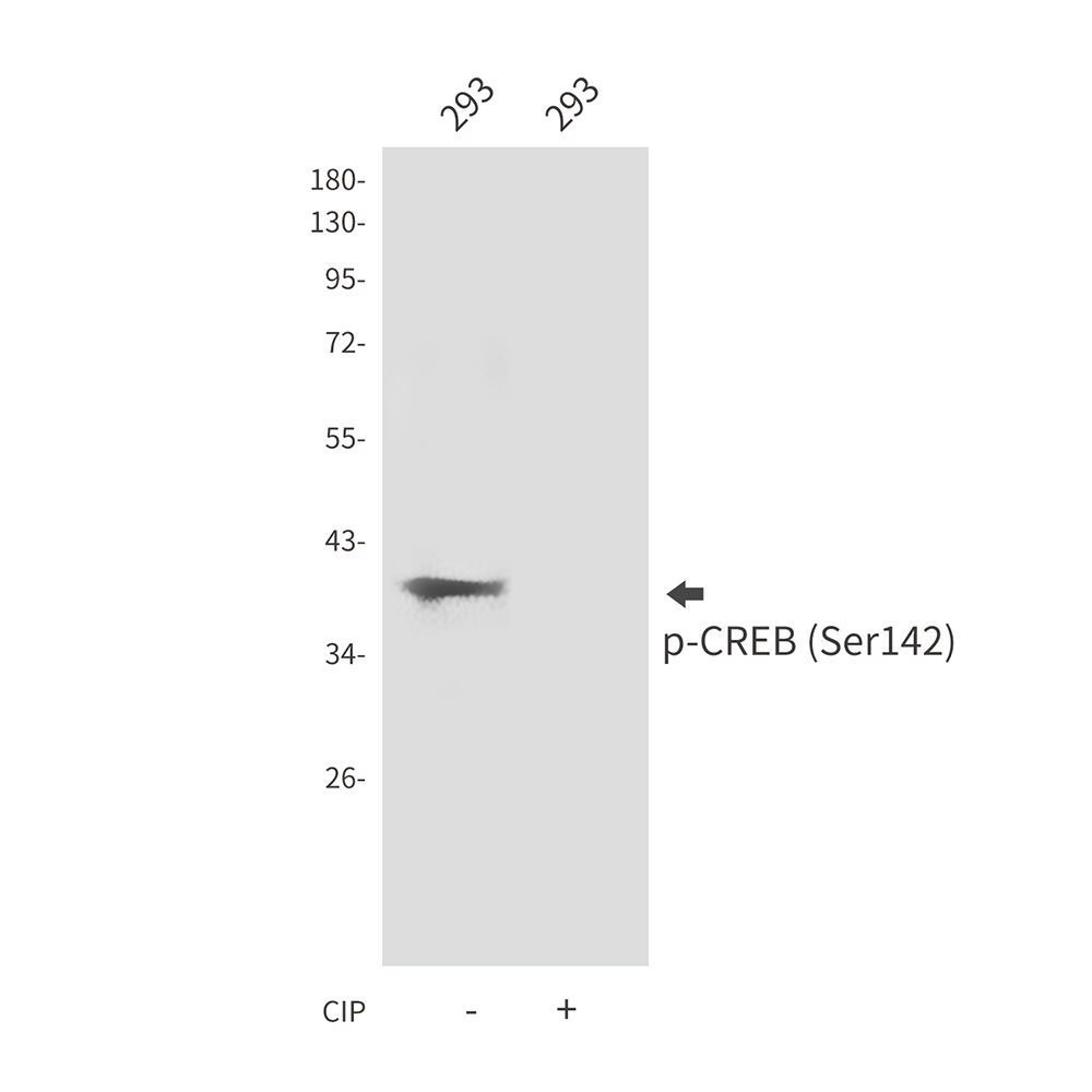 Anti-Phospho-CREB (Ser142) Rabbit pAb